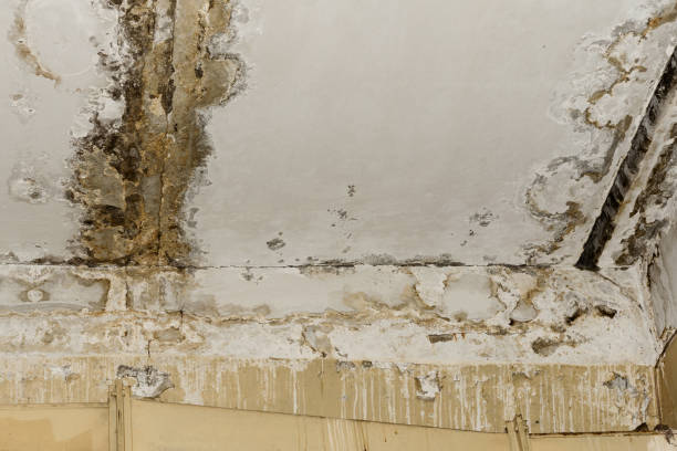 Mold Remediation for Vacation Homes in Wurtsboro, NY